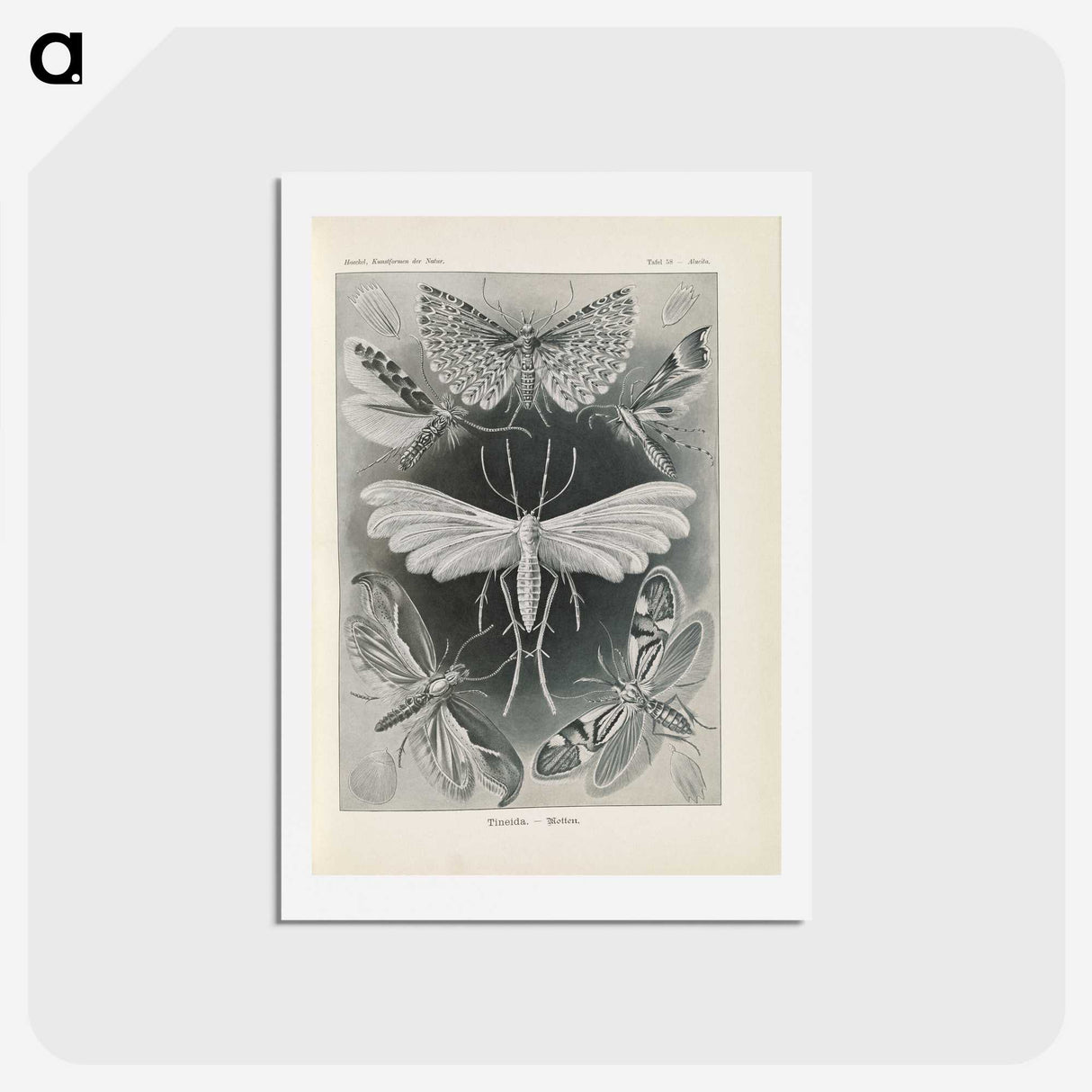 2-64_Ernst-Haeckel_hagaki