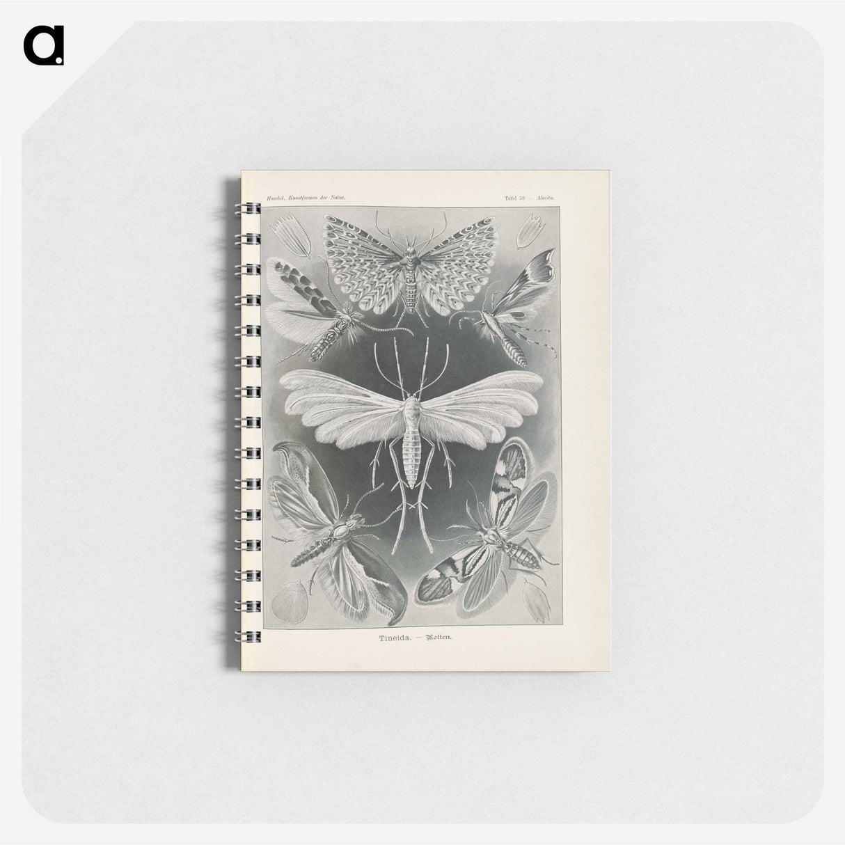 2-64_Ernst-Haeckel_memo