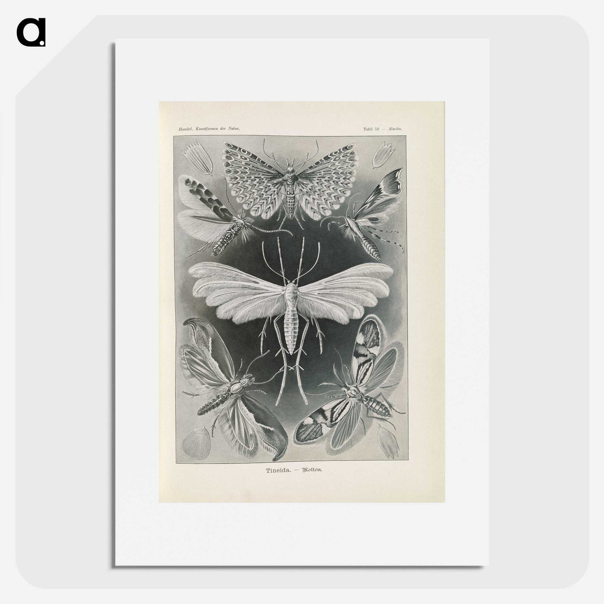 2-64_Ernst-Haeckel_picture