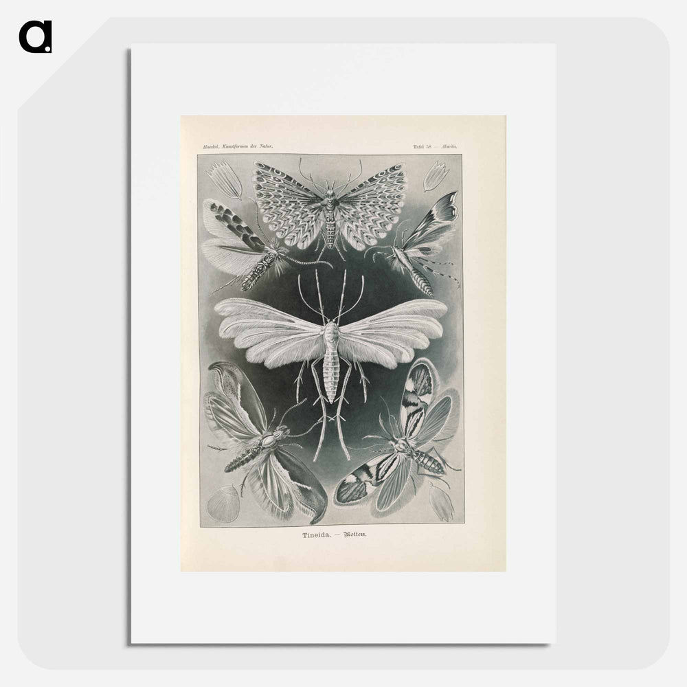 Moths illustration from Kunstformen der Natur - エルンスト ヘッケル Poster.