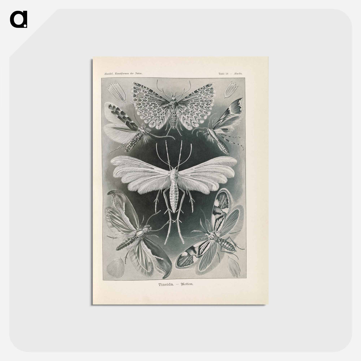 アートポストカード-Moths illustration from Kunstformen der Natur - エルンスト ヘッケル Postcard.