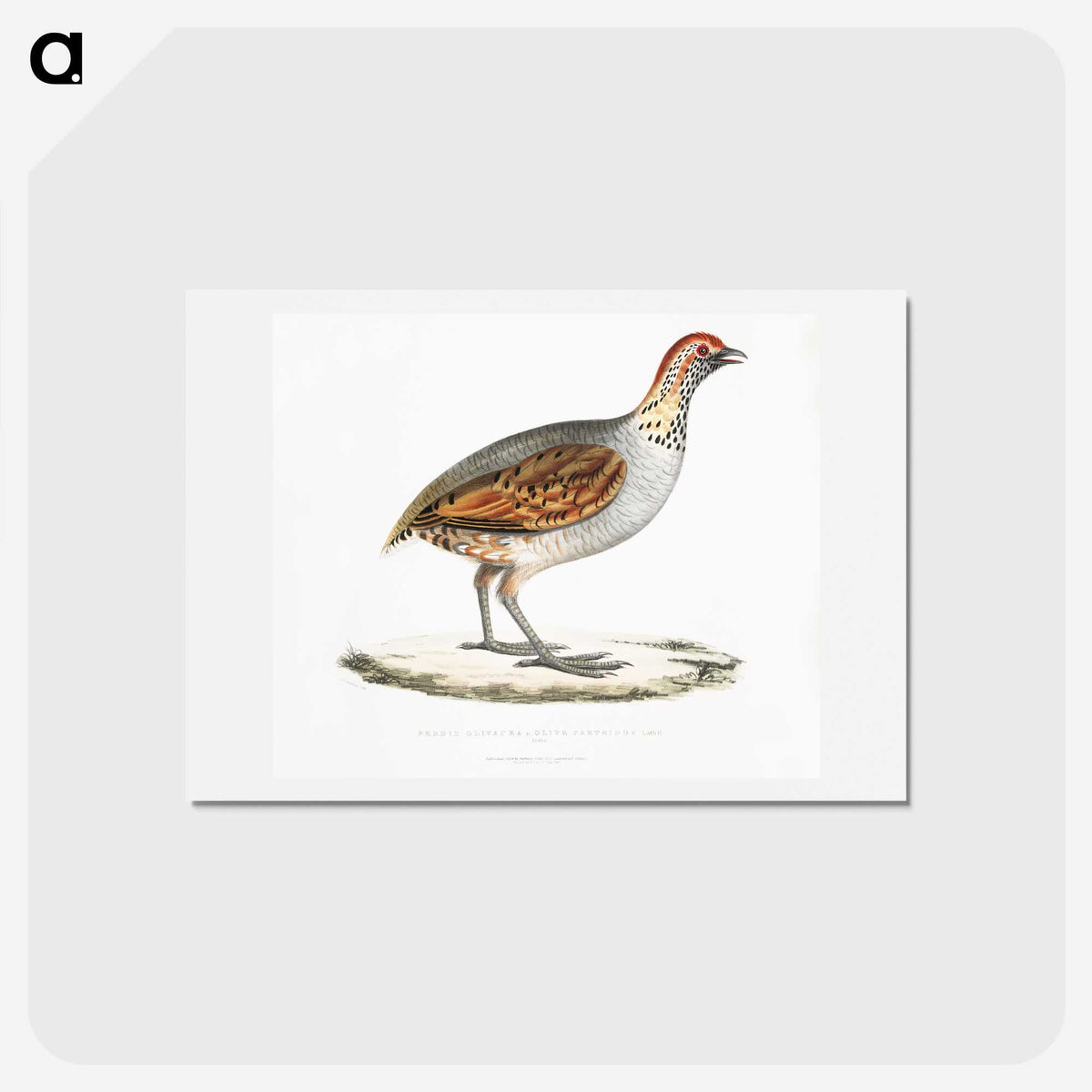 2-64_Indian-Zoology_hagaki