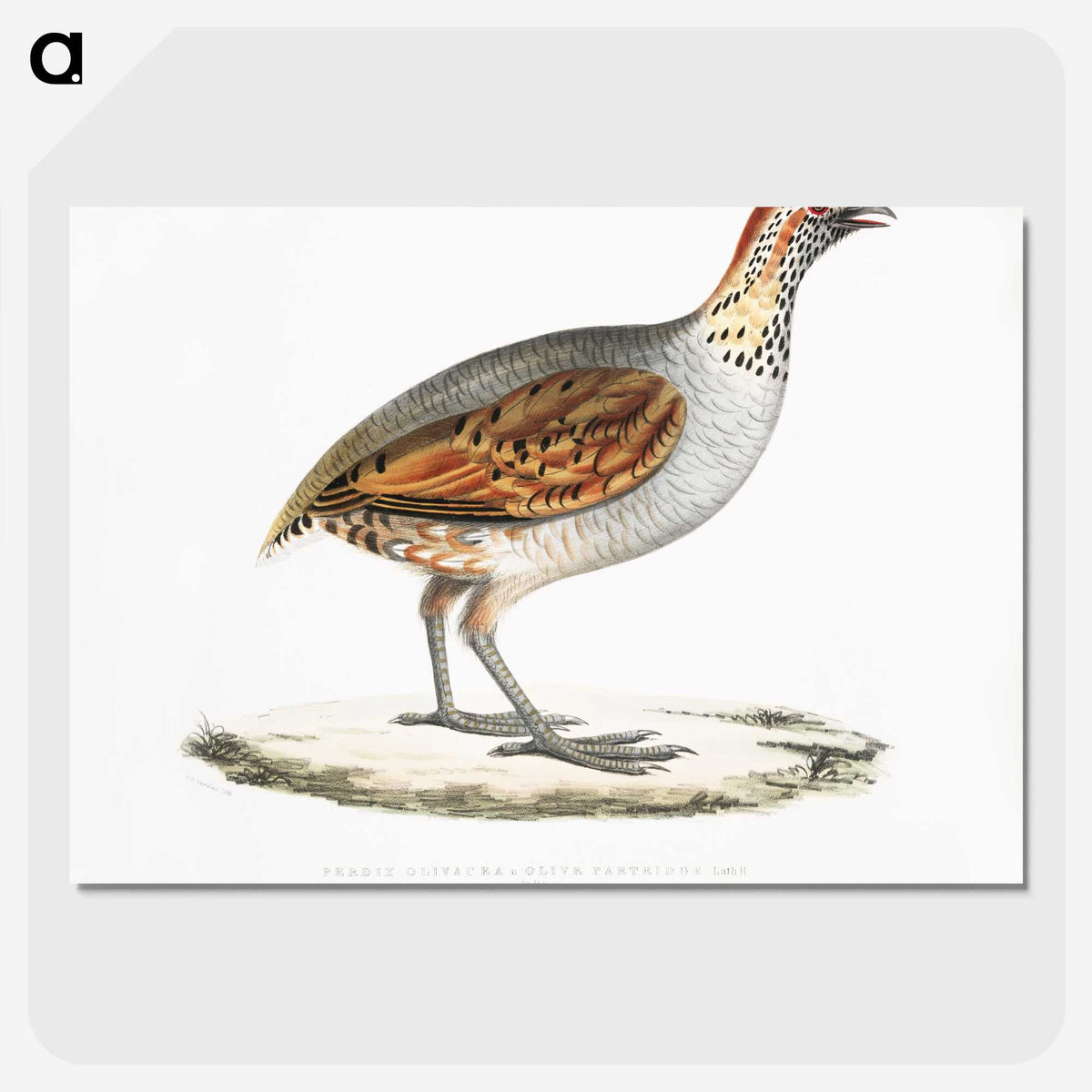 2-64_Indian-Zoology_picture-crop