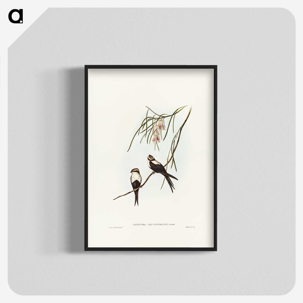 2-64_John-Gould_blk-crop