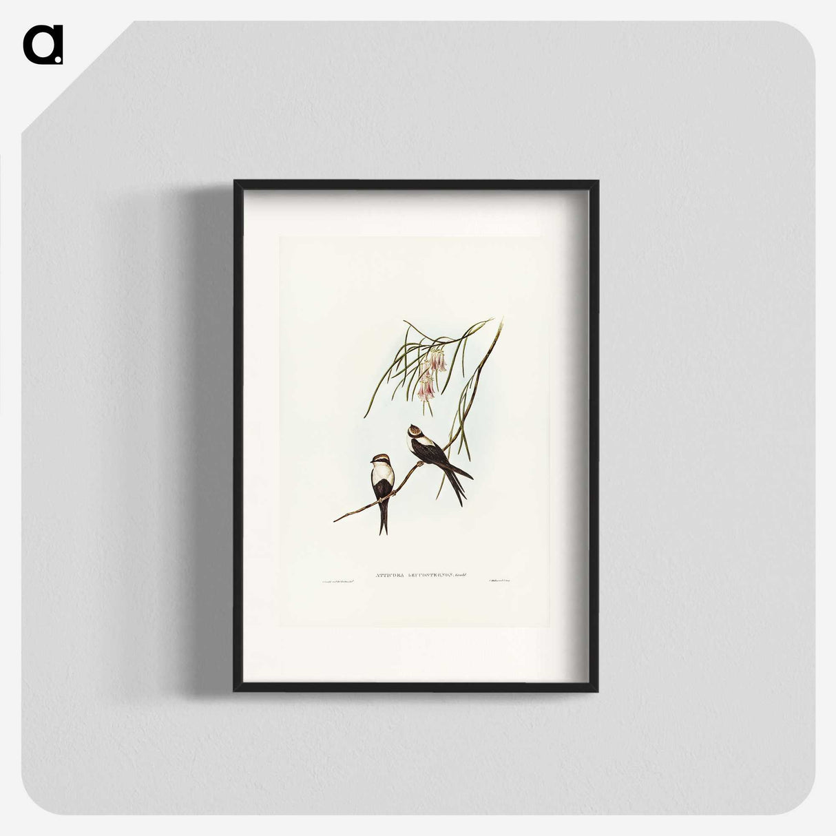 2-64_John-Gould_blk
