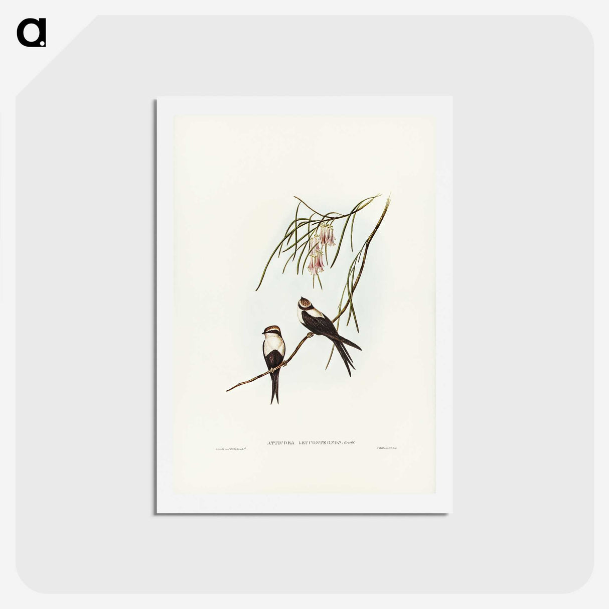 2-64_John-Gould_hagaki
