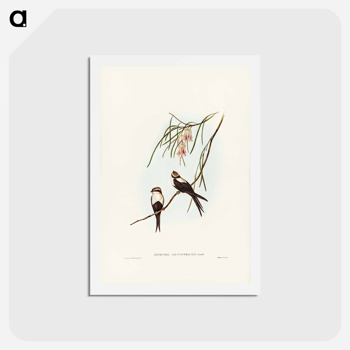 アートポストカード-White-breasted Swallow
- ジョン グールド Postcard.