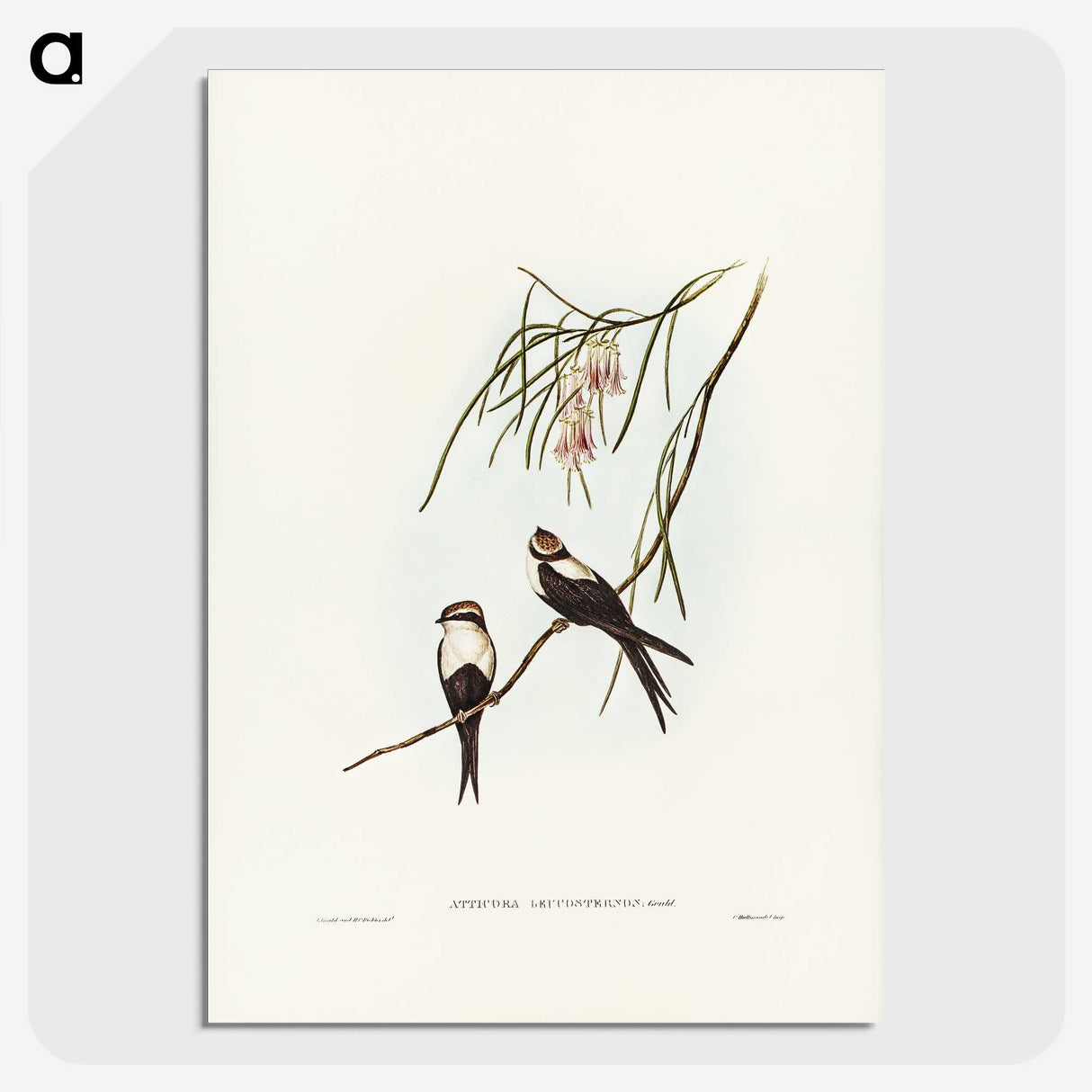 2-64_John-Gould_picture-crop