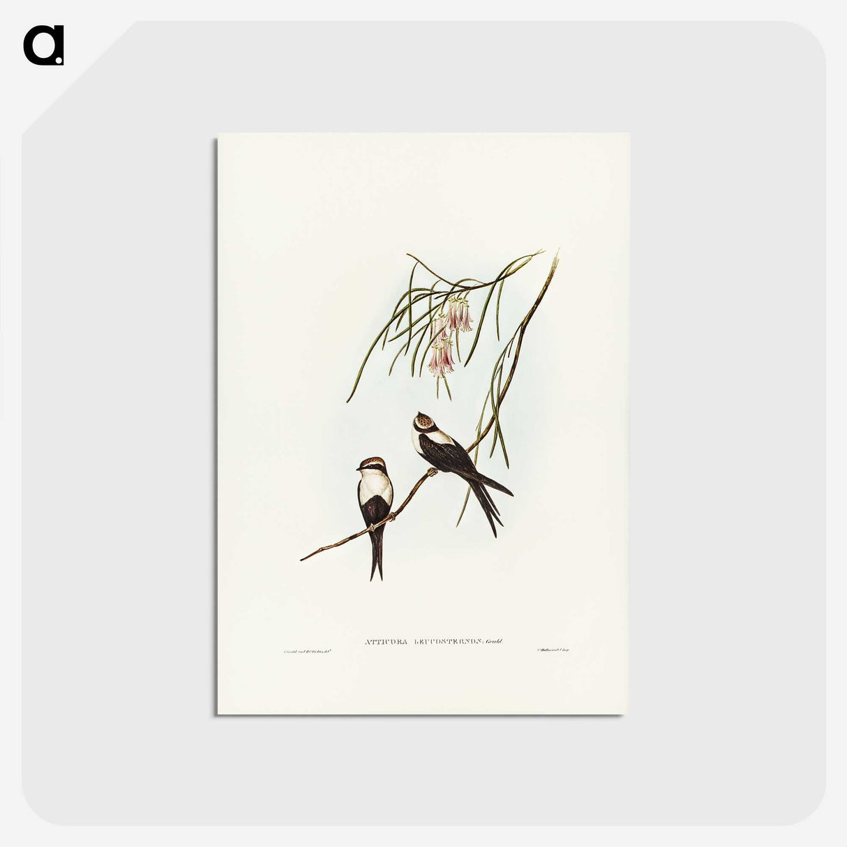 2-64_John-Gould_postcard