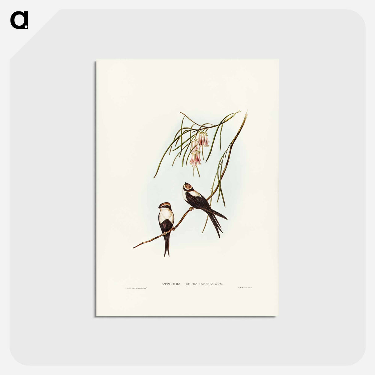 アートポストカード-White-breasted Swallow
- ジョン グールド Postcard.