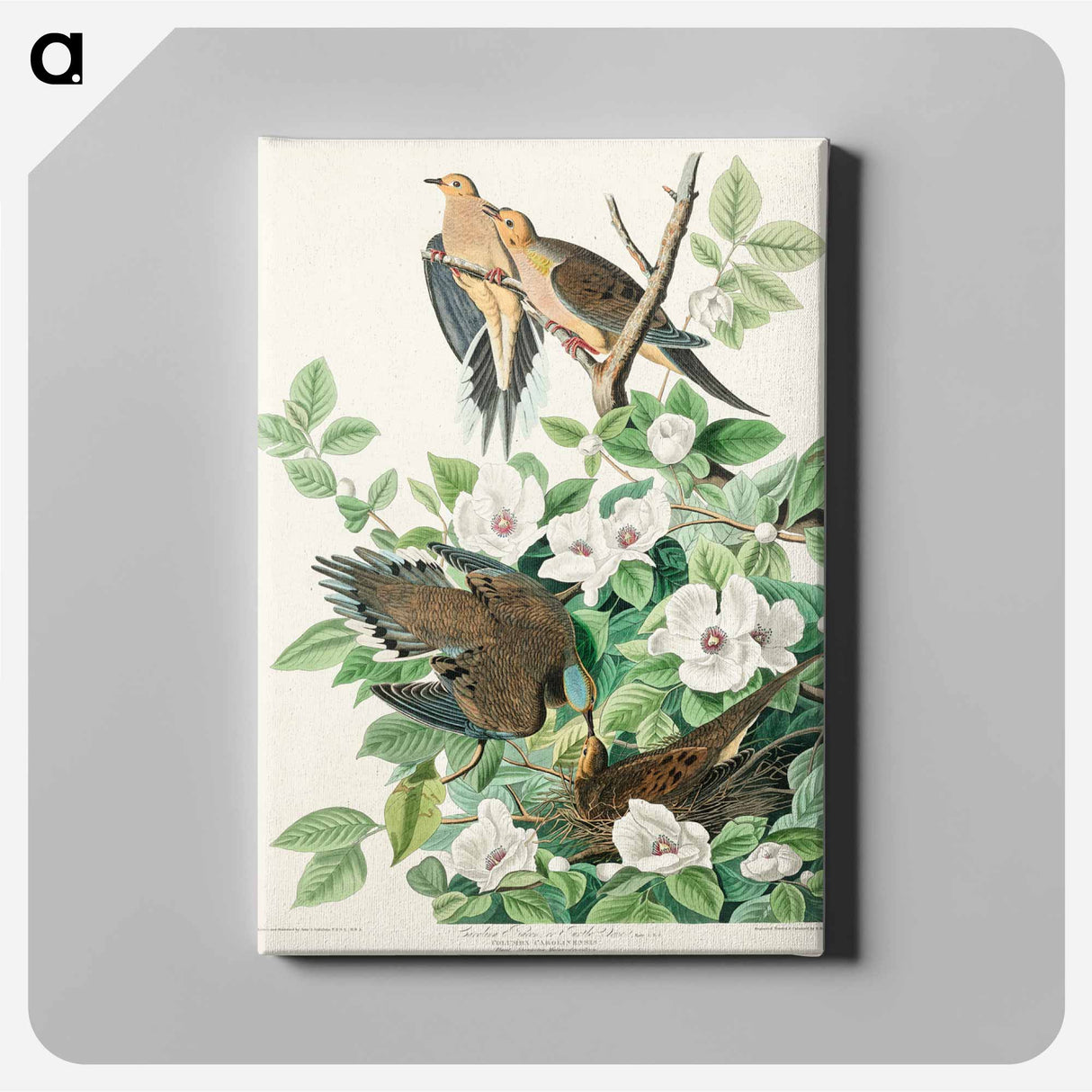 アートパネル-Carolina Pigeon
- ジョン ジェームス オーデュボン Canvas.