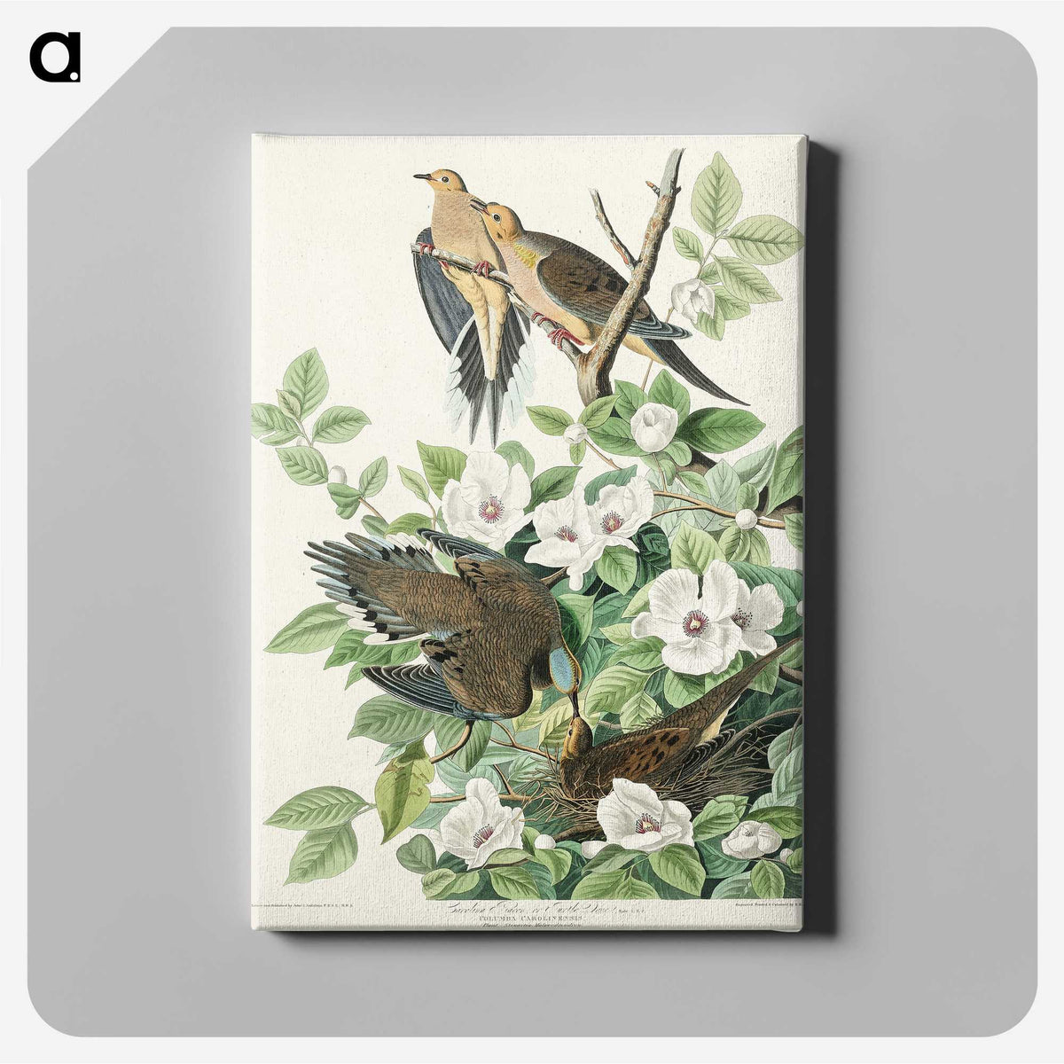 2-64_John-James-Audubon_canvas