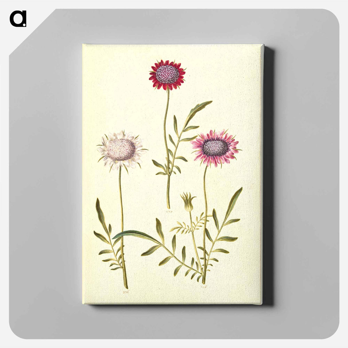 アートパネル-Scabiosa Atropurpurea
- マリア ジビーラ メーリアン Canvas.