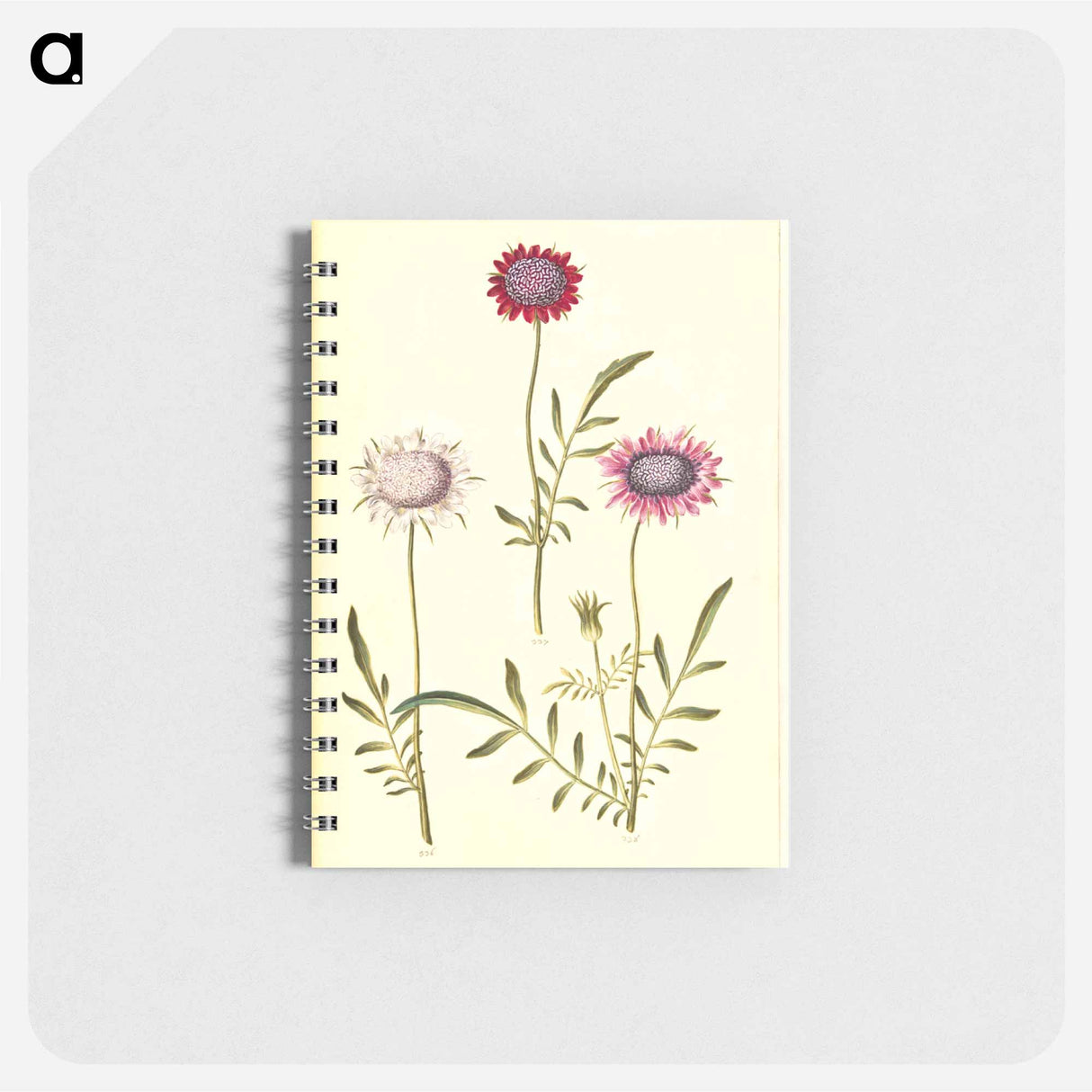 アートメモ帳-Scabiosa Atropurpurea
- マリア ジビーラ メーリアン Memo.