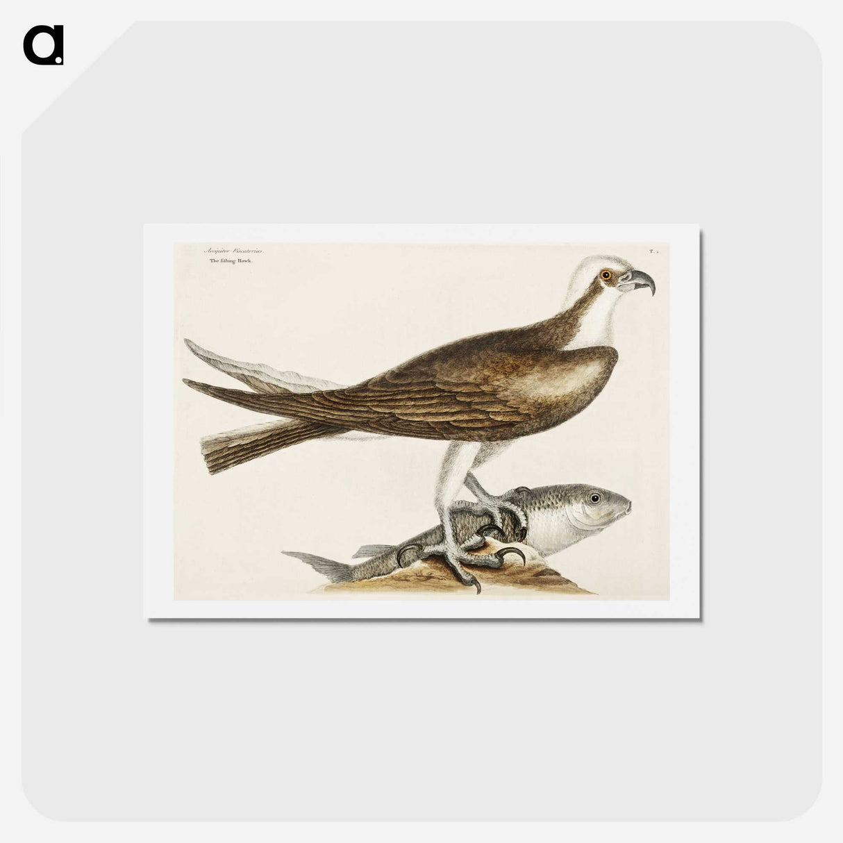 2-64_Mark-Catesby_hagaki