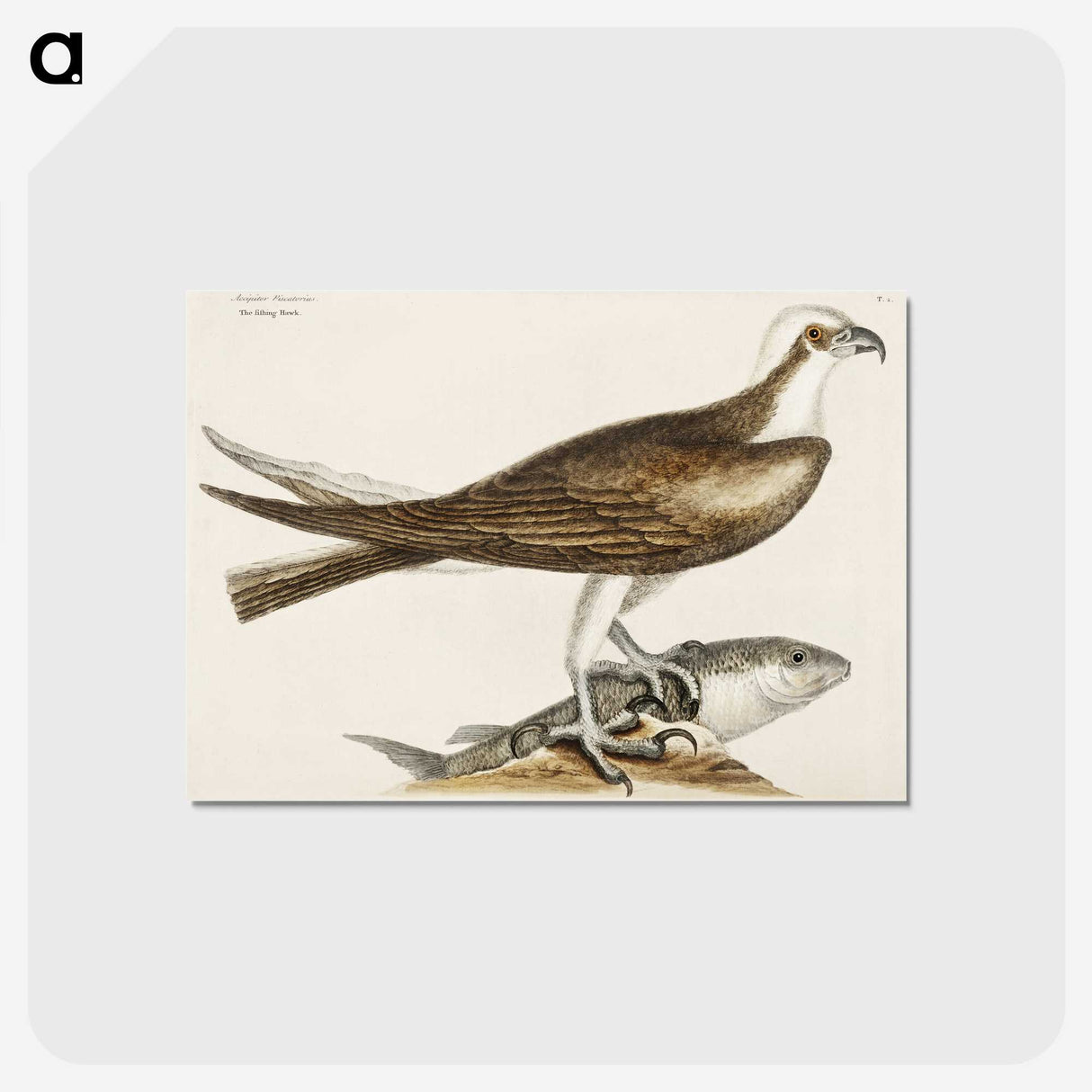 2-64_Mark-Catesby_postcard