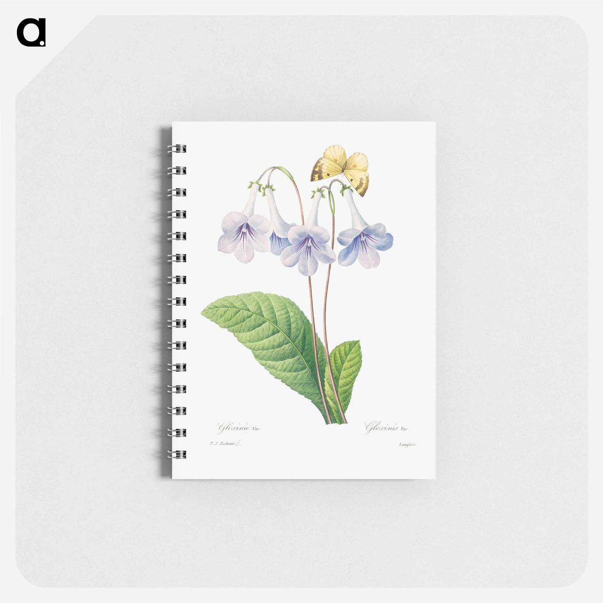 Canterbury - ピエール ジョゼフ ルドゥーテ Memo.