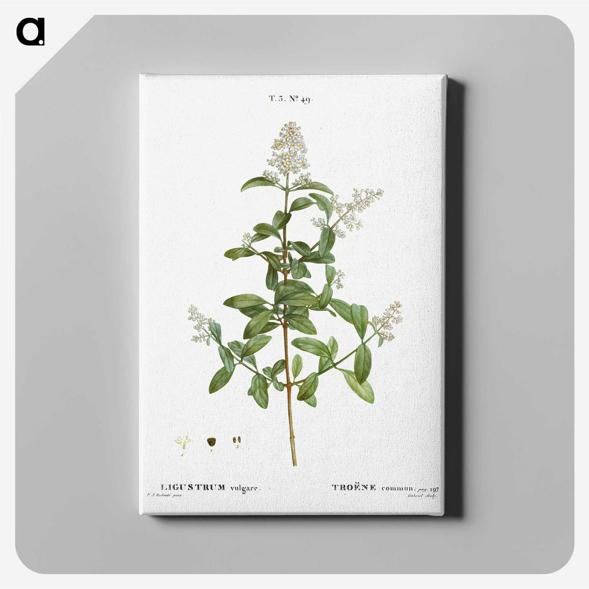 2-64_Treatise-on-Trees-and-Shrubs_canvas