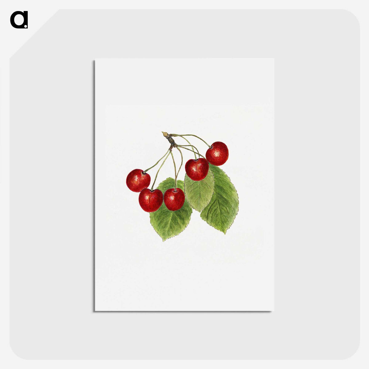 2-64_USDA-Watercolor-Fruit-Painting-Collection_hagaki