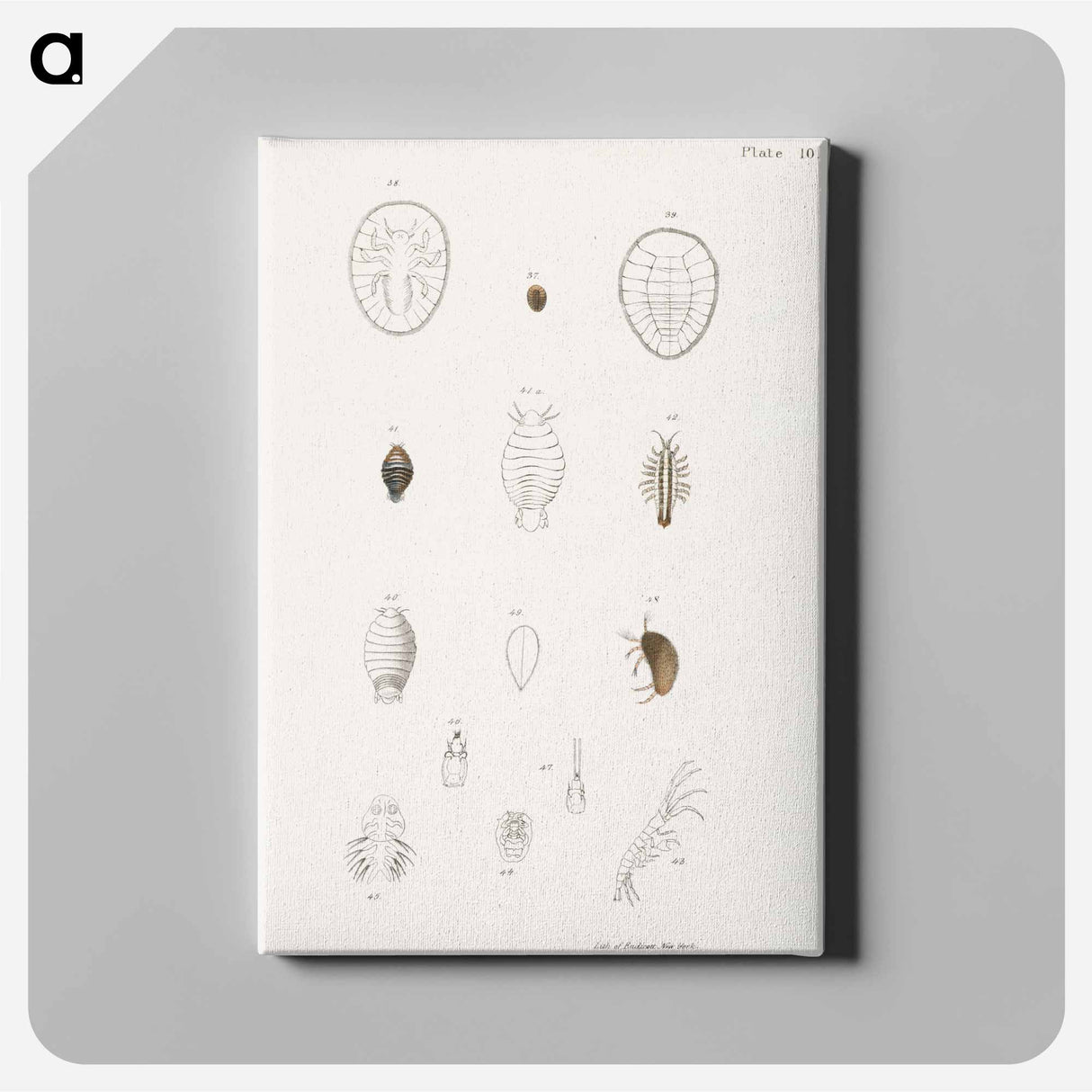 Different types of sea creatures illustration from Zoology of New York by James Ellsworth De Kay - ニューヨークの動物学 Canvas.