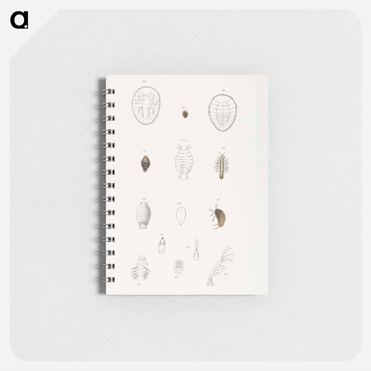 Different types of sea creatures illustration from Zoology of New York by James Ellsworth De Kay - ニューヨークの動物学 Memo.