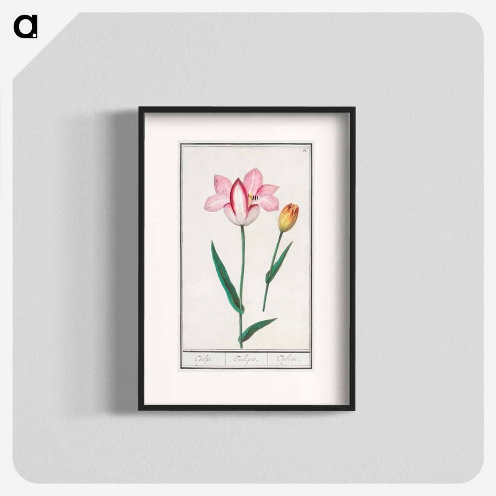 Tulip - アンセルムス ボエティウス デ ブート Poster.