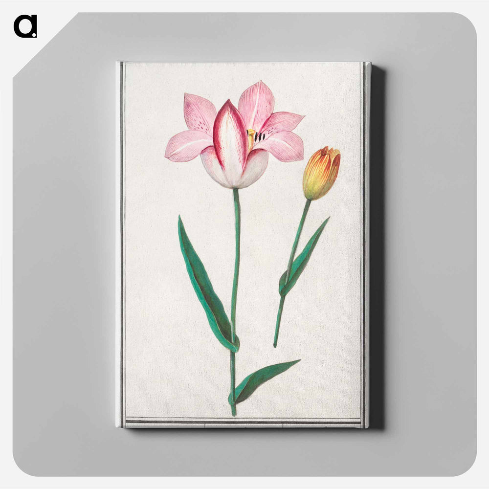 Tulip - アンセルムス ボエティウス デ ブート Canvas.