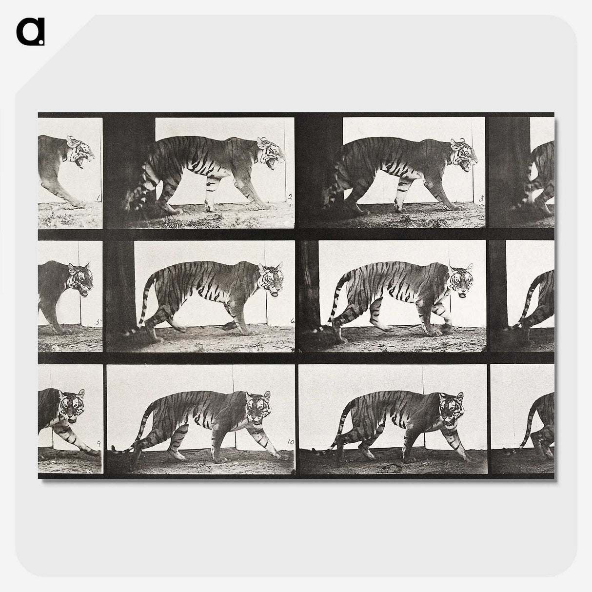 2-65_Eadweard-Muybridge_picture-crop