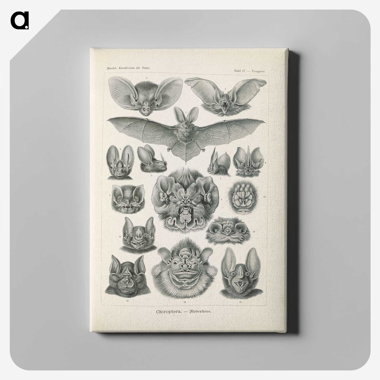 2-65_Ernst-Haeckel_canvas