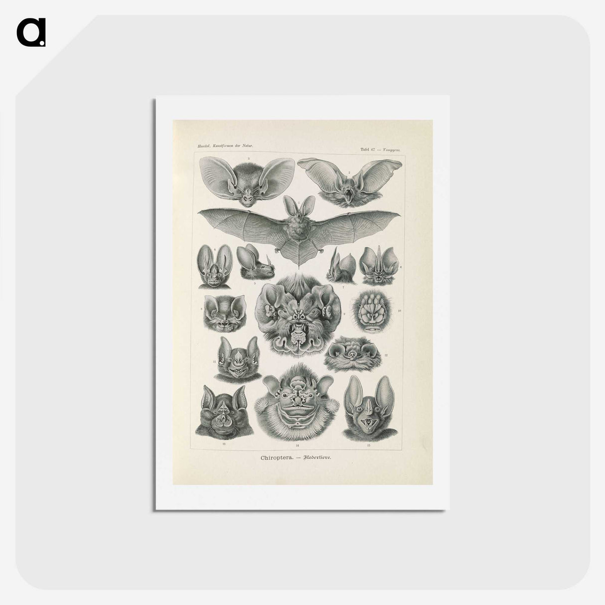 2-65_Ernst-Haeckel_hagaki
