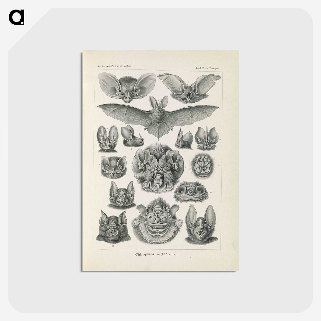 2-65_Ernst-Haeckel_postcard