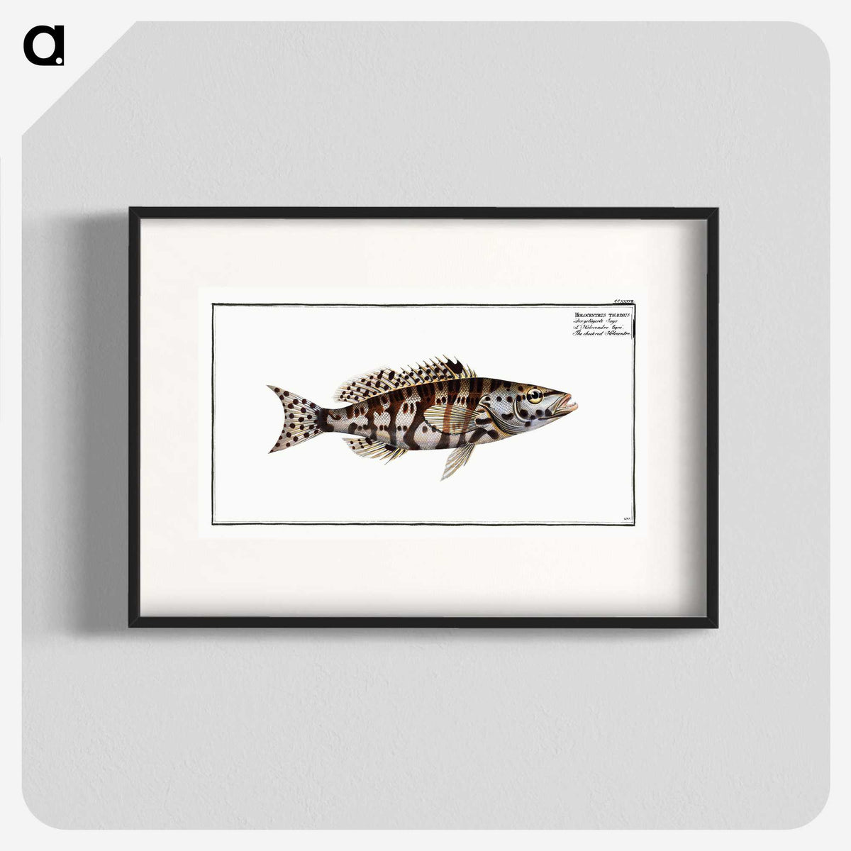 2-65_Ichtyologie-ou-Histoire-naturelle_blk