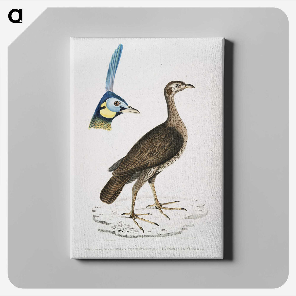 2-65_Indian-Zoology_canvas