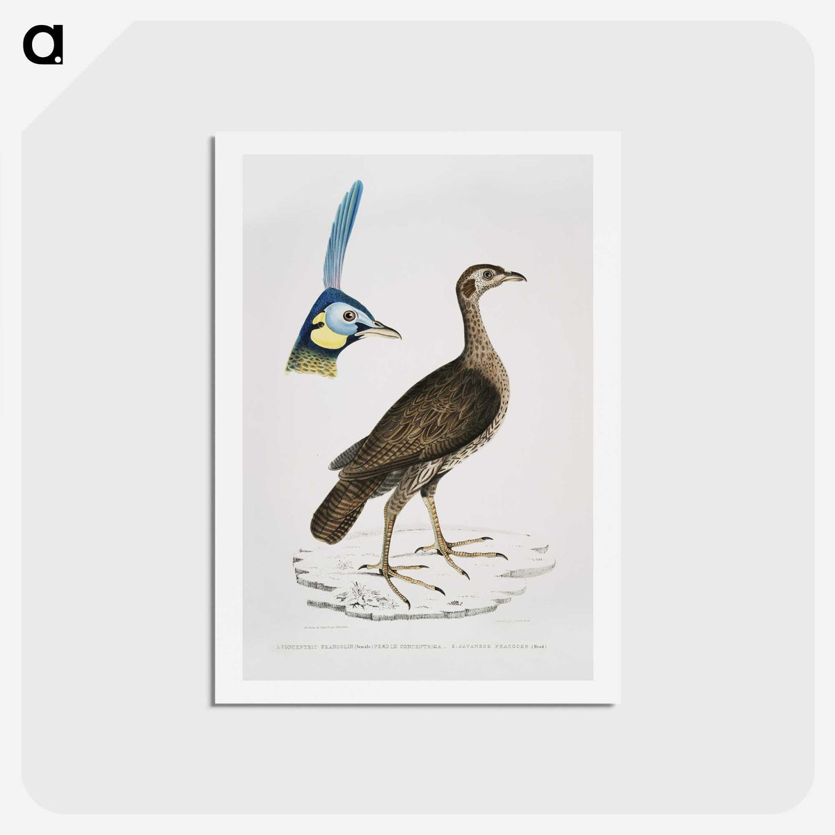 2-65_Indian-Zoology_hagaki