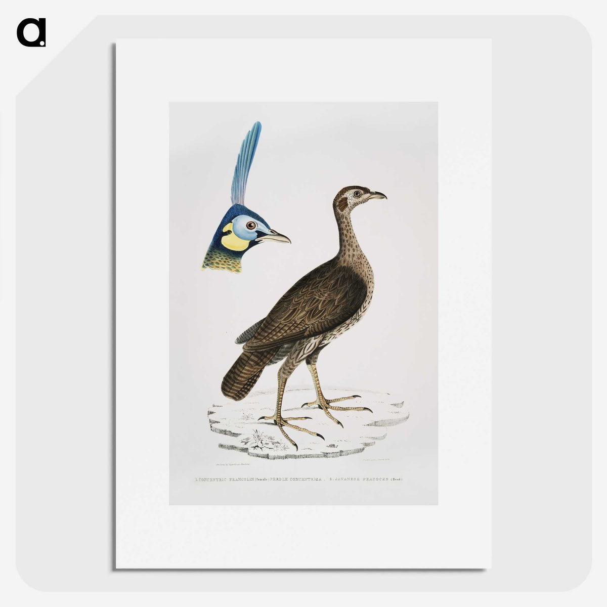 2-65_Indian-Zoology_picture