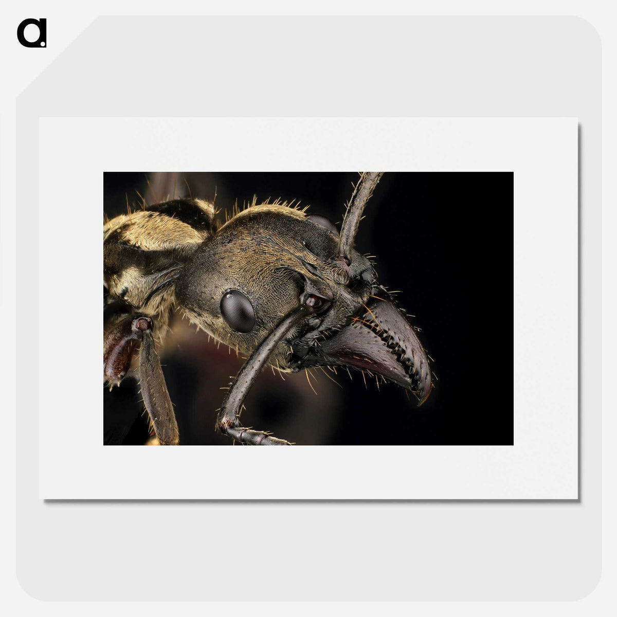 2-65_Insects-Unlocked-Project_picture