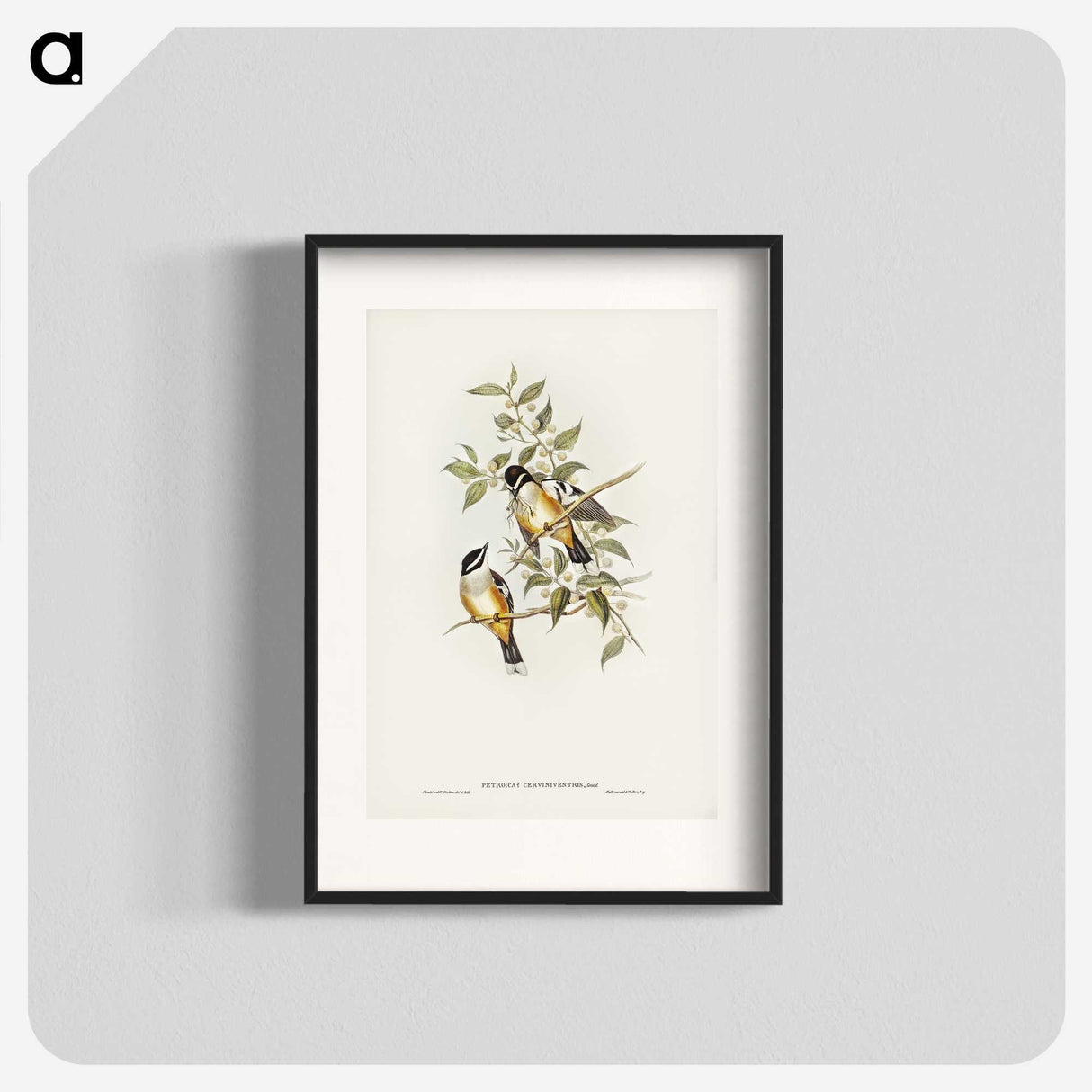 2-65_John-Gould_blk