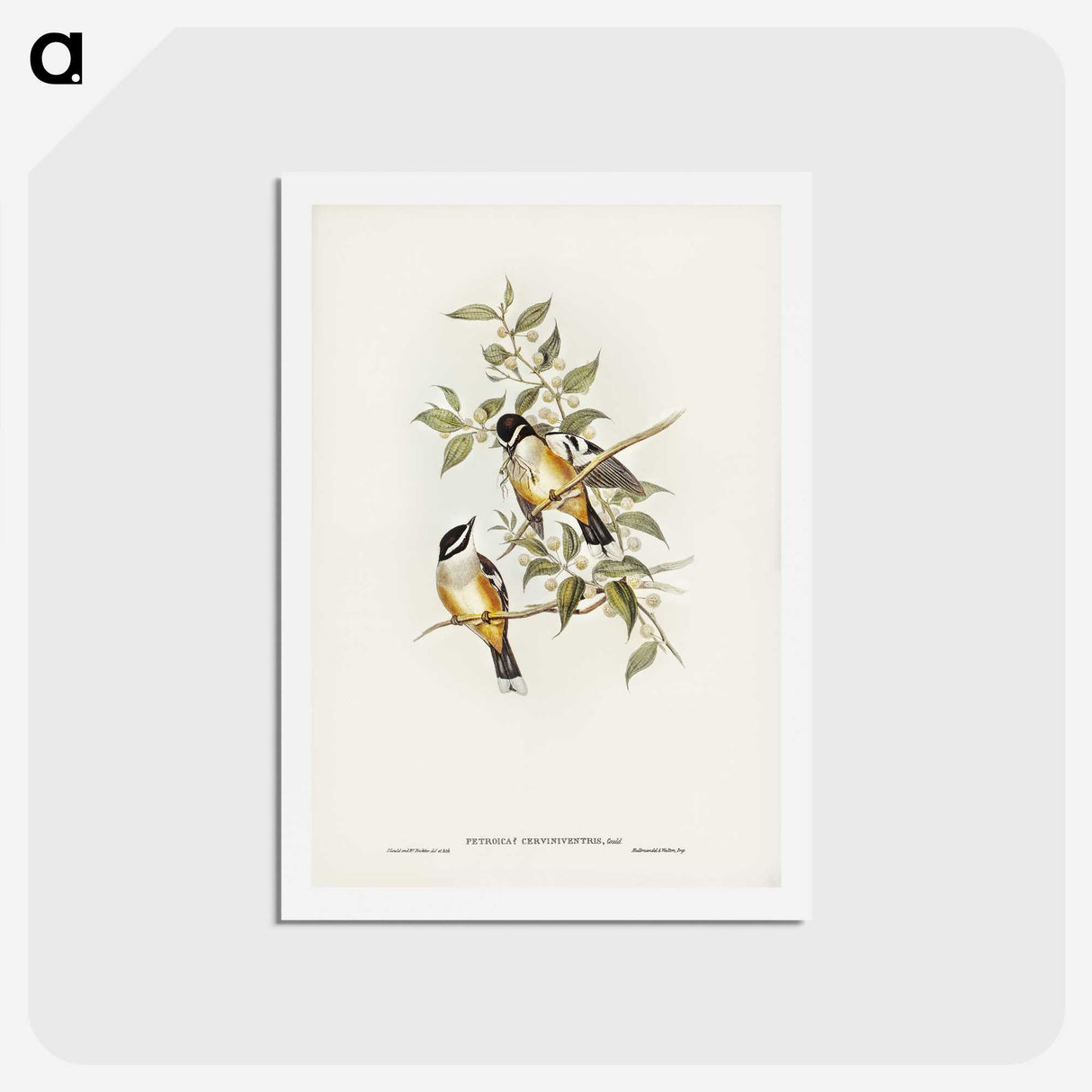 2-65_John-Gould_hagaki