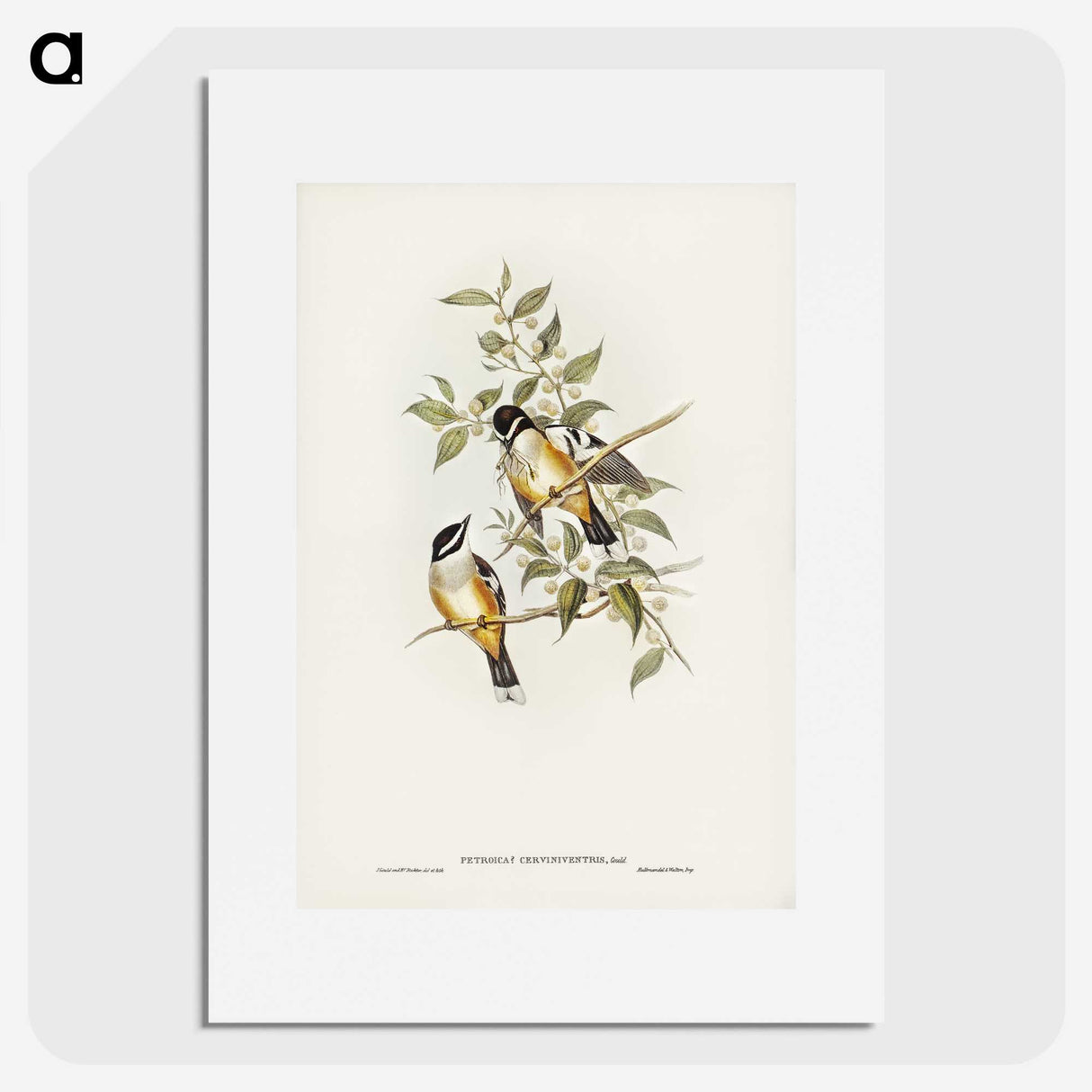 2-65_John-Gould_picture