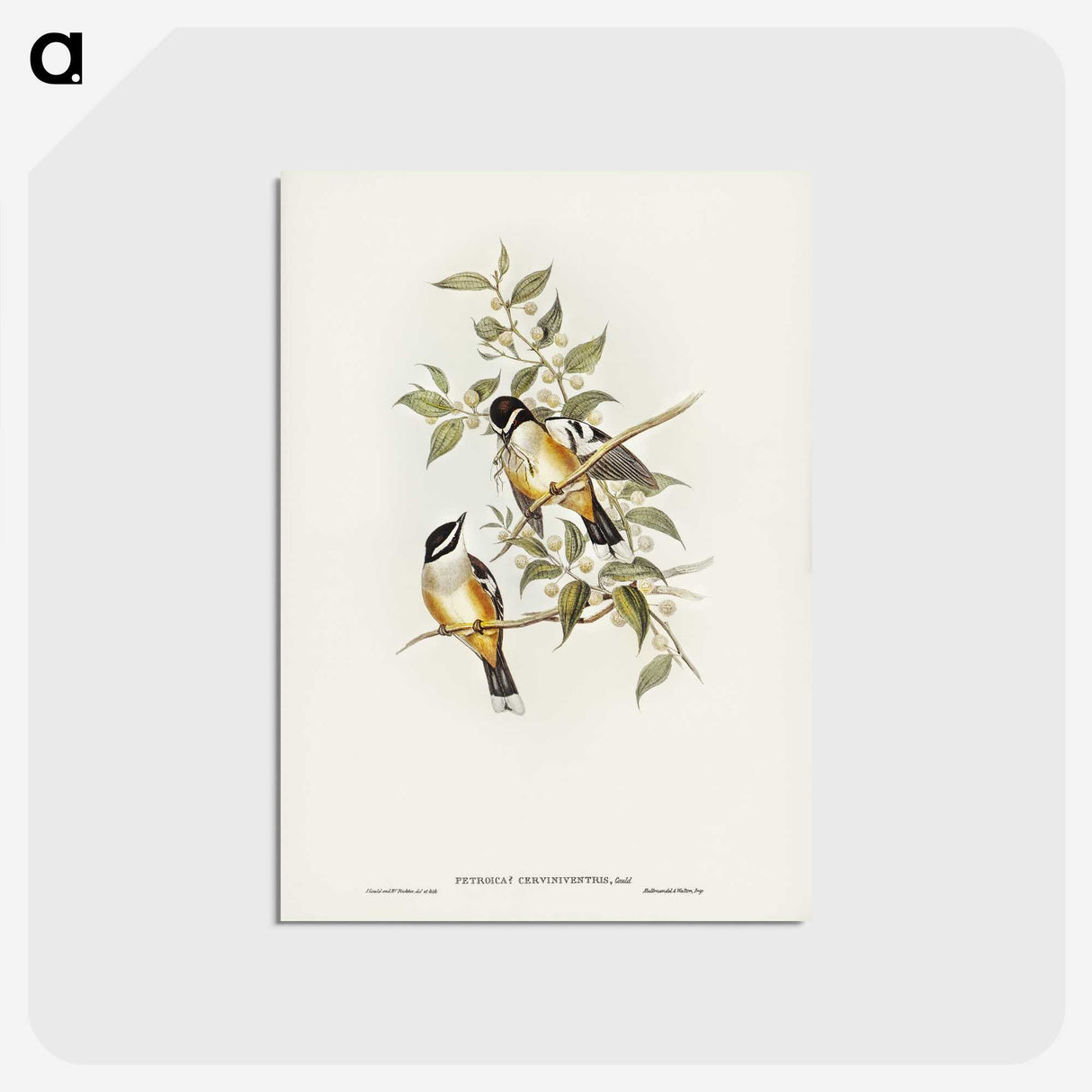 2-65_John-Gould_postcard