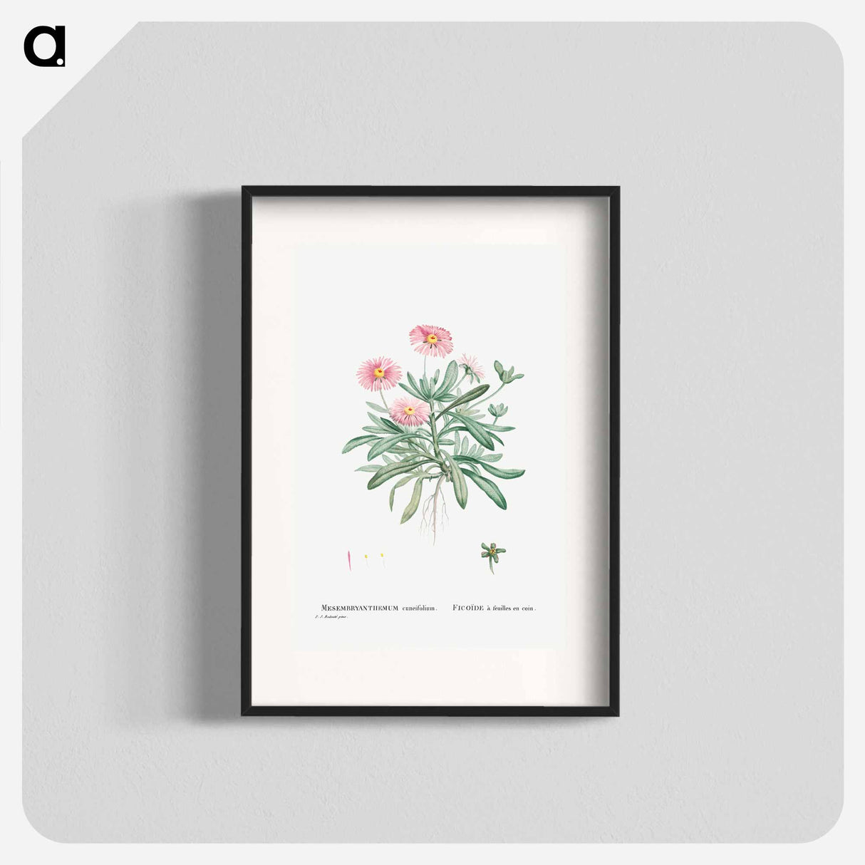 Mesembryanthemum Cuneifolium (Livingstone Daisy) - Pierre Joseph Redouté Poster.