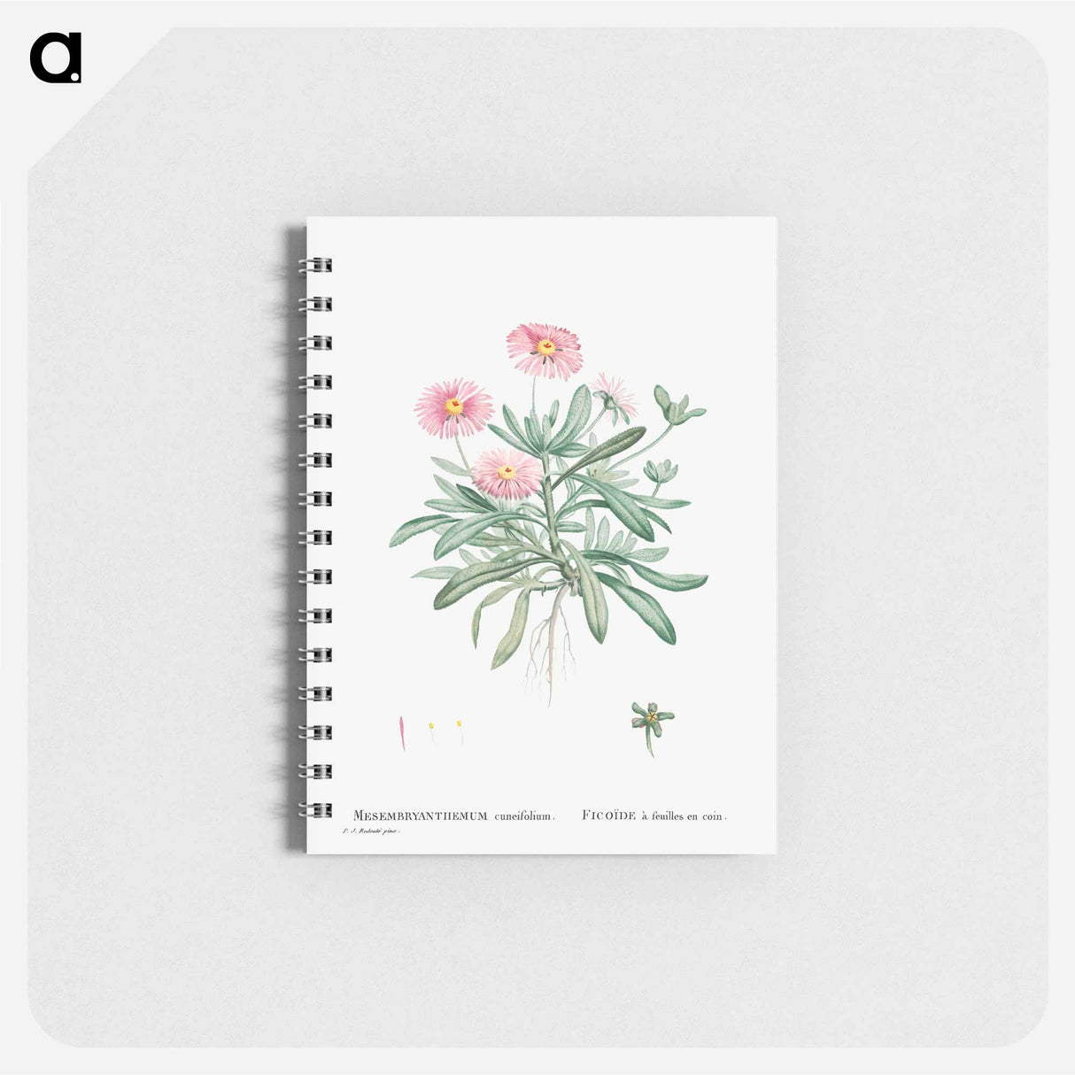 Mesembryanthemum Cuneifolium (Livingstone Daisy) - ピエール ジョゼフ ルドゥーテ Memo.