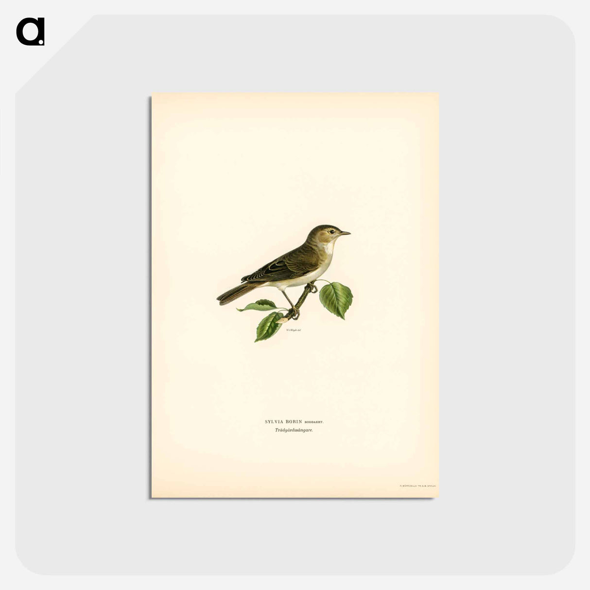アートポストカード-Garden Warbler
- スヴェンスカ フォグラル Postcard.