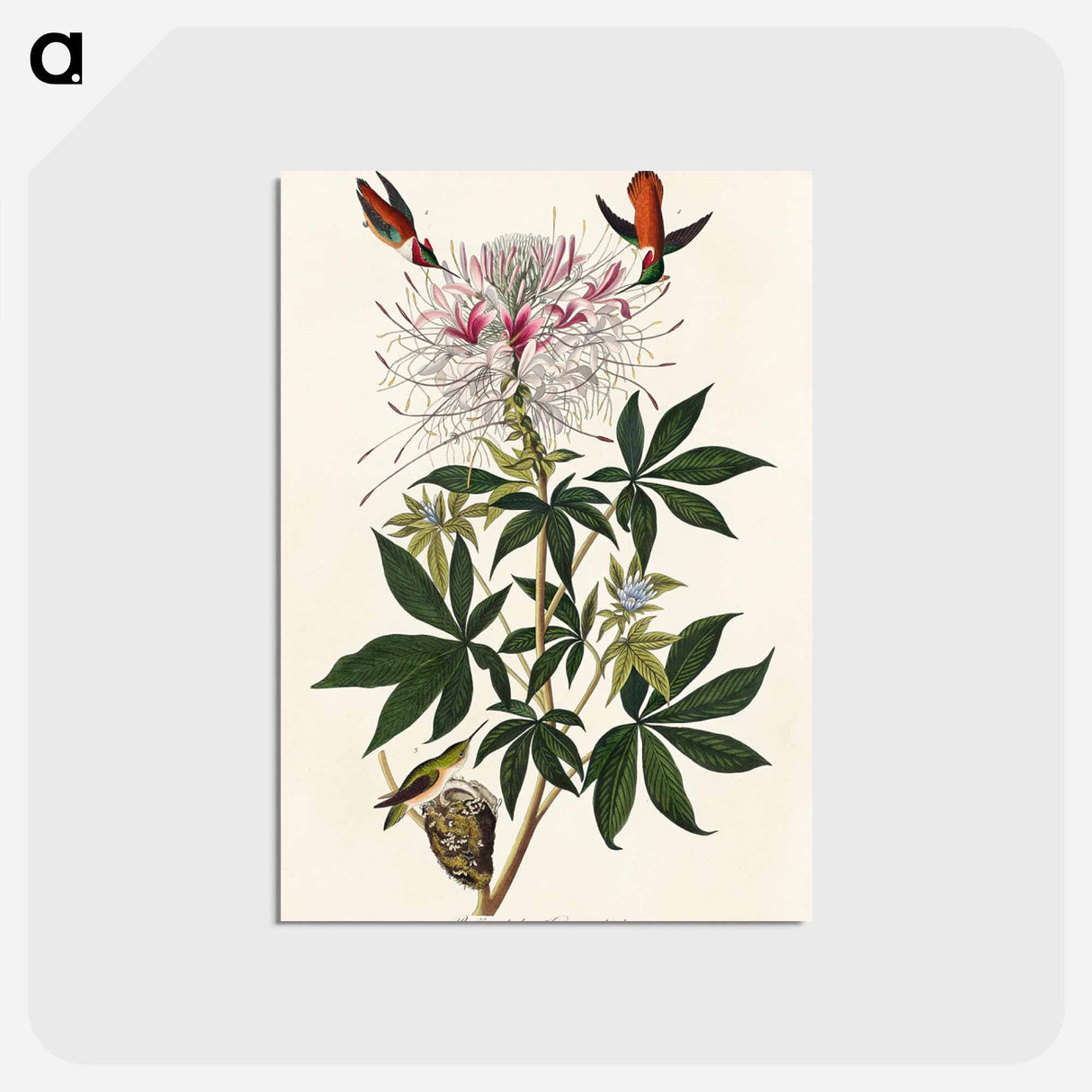 アートポストカード-Ruff-necked Humming-bird from Birds of America
- アメリカの鳥たち Postcard.