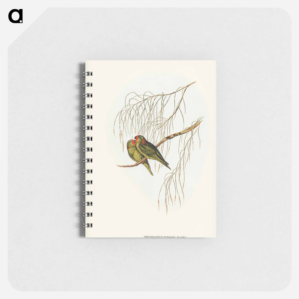 アートメモ帳-Little Lorikeet
- オーストラリアの鳥 Memo.