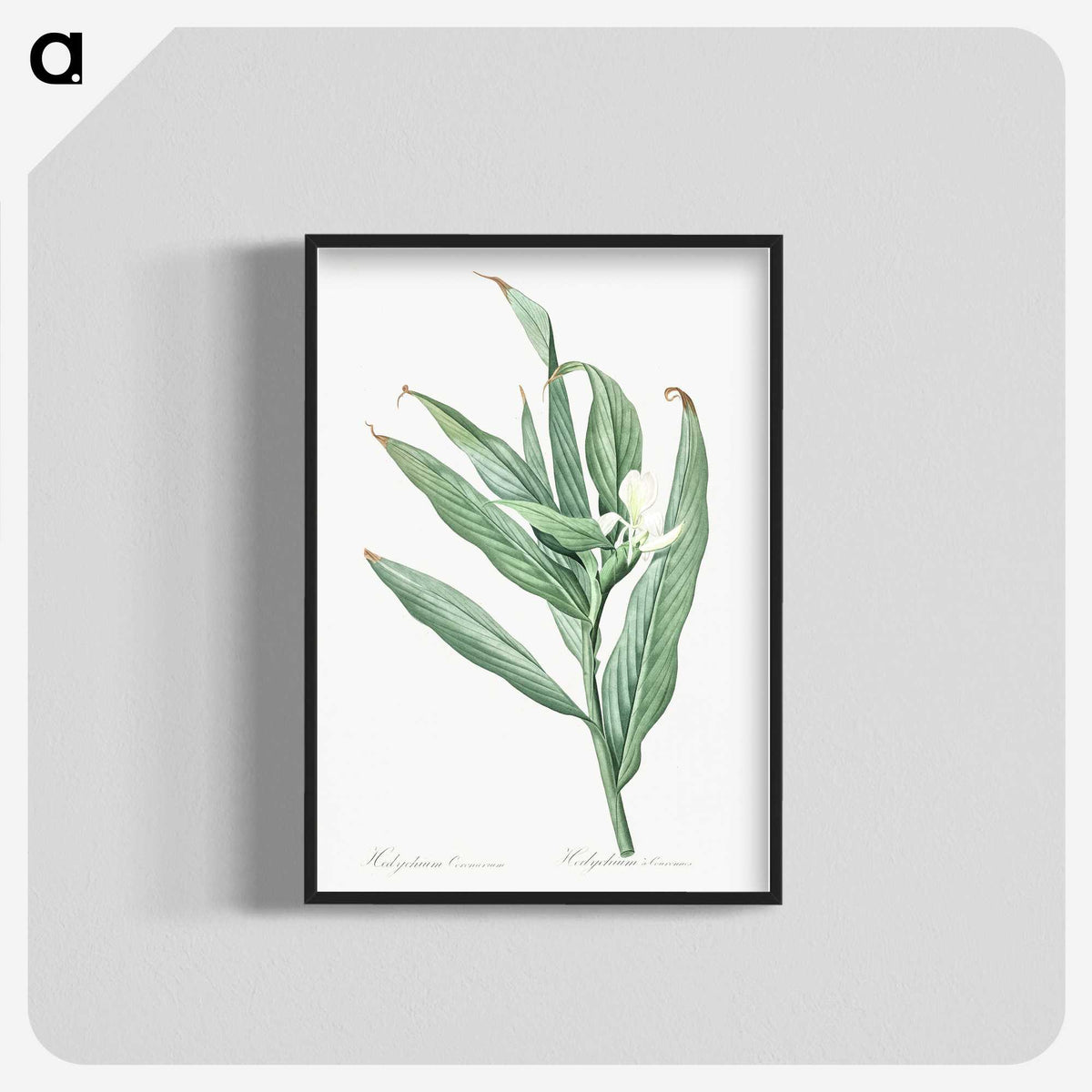 2-65_The-Lilies_blk-crop