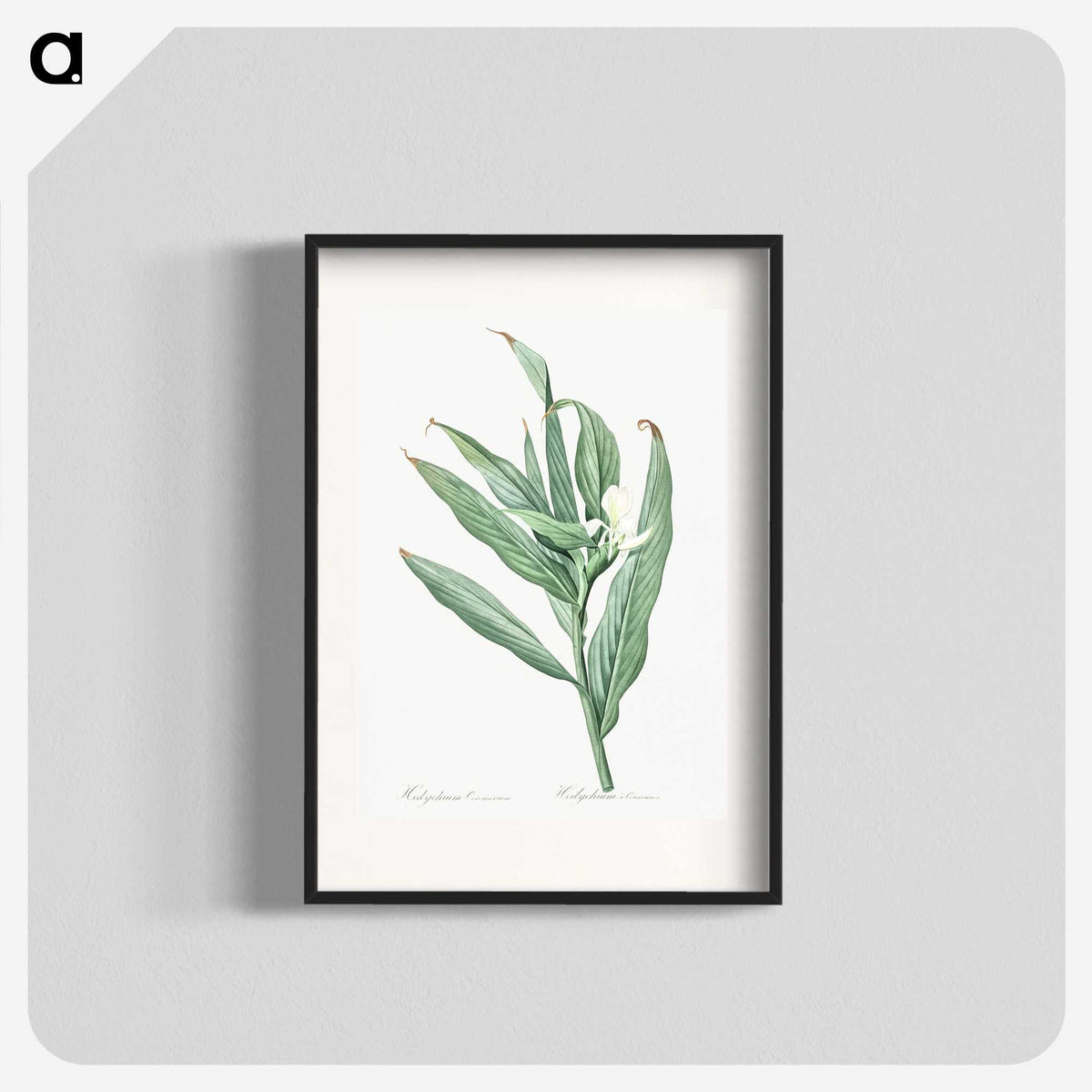 2-65_The-Lilies_blk
