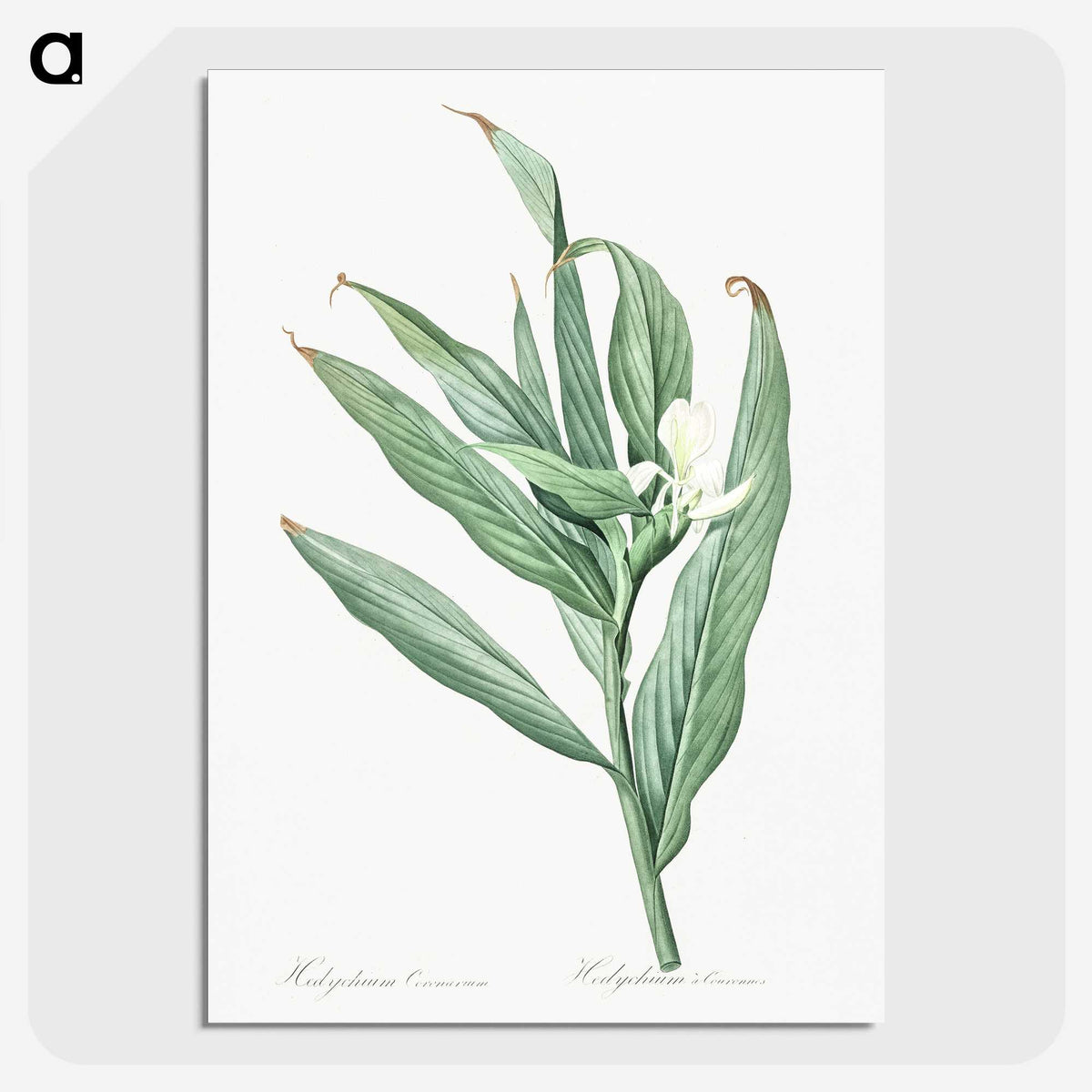 2-65_The-Lilies_picture-crop