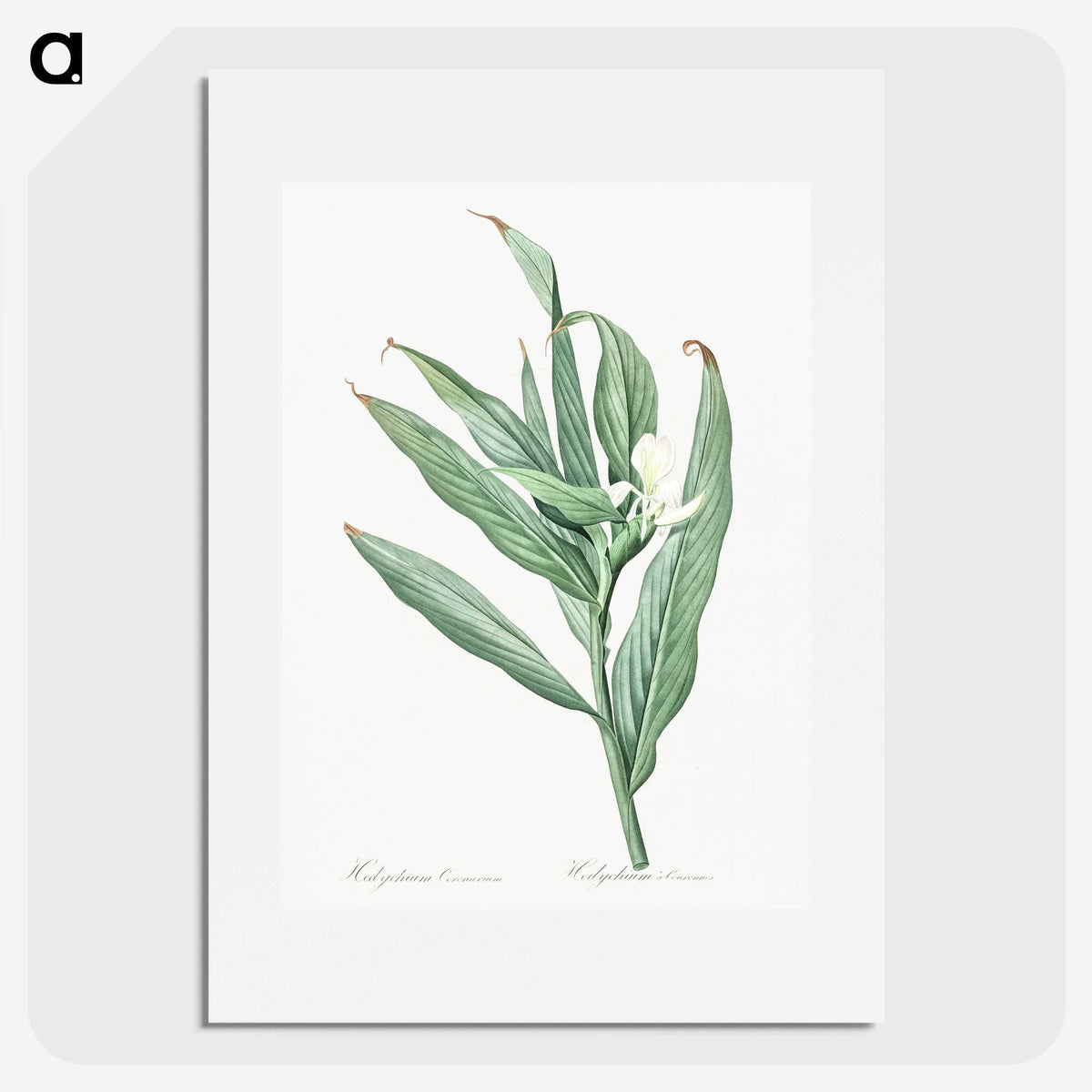 2-65_The-Lilies_picture