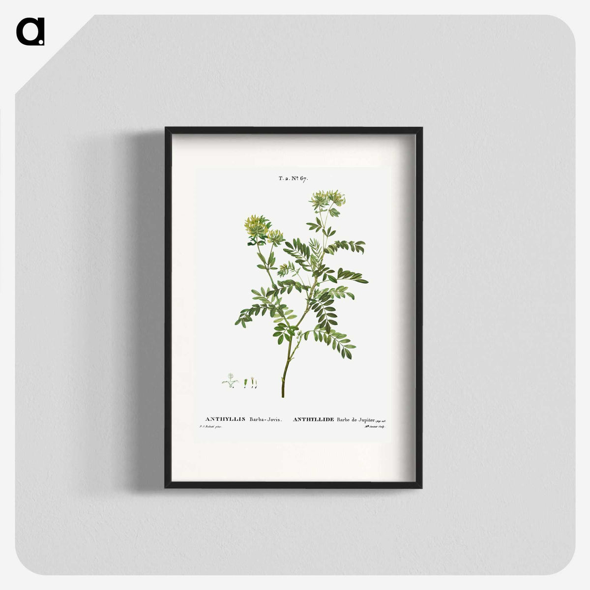 2-65_Treatise-on-Trees-and-Shrubs_blk